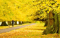 Man with dog jogging down avenue of mature Lime trees leading to Calke Abbey, The National Forest, Derbyshire, UK, November 2010