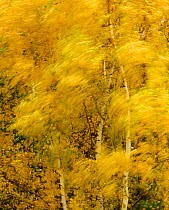 Birch trees blowing in high winds, long exposure, Calke Abbey, The National Forest, Central England, UK, November 2010