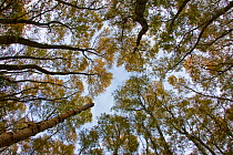 Wide-angle view looking up through birch woodland canopy, The National Forest, Central England, UK, November 2010