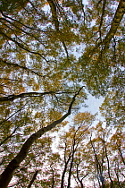 Wide-angle view looking up into birch woodland canopy, The National Forest, Central England, UK, November 2010