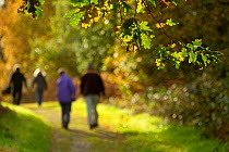 Two couples walking down path through woodland, The National Forest, Central England, UK, November 2010