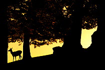 Red Deer (Cervus elaphus) silhouette of hind in woodland glade at dusk, Bradgate Park, Leicestershire, England, UK, October. Did you know? In the absence of natural predators, the UK red deer populati...