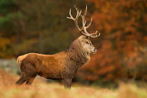 Red deer (Cervus elaphus) dominant stag at rut,  Bradgate Park, Leicestershire, England, UK, November