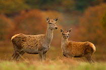 Red deer (Cervus elaphus) hind and young calf, Bradgate Park, Leicestershire, England, UK, November