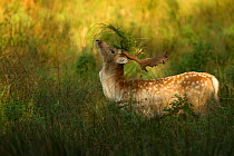 Fallow deer (Dama dama) buck covering antlers with long grass at rut, Bradgate Park, Leicestershire, England, UK, October