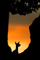 Red deer (Cervus elaphus) silhouette of hind in woodland glade at sunset, Bradgate Park, Leicestershire, England, UK, October