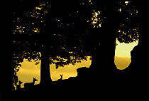 Red deer (Cervus elaphus) silhouette of hinds in woodland glade at dusk, Bradgate Park, Leicestershire, England, UK, October. Did you know? The Red Deer is the largest UK land mammal, with stags weigh...