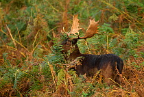 Fallow deer (Dama dama) buck covering antlers with bracken at rut, Bradgate Park, Leicestershire, England, UK, October