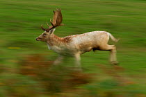 Fallow deer (Dama dama) buck running, Bradgate Park, Leicestershire, England, UK, October
