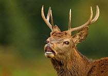 Red deer (Cervus elaphus) young stag tasting the air (flehmen response) Bradgate Park, Leicestershire, England, UK, October