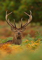 Red deer (Cervus elaphus) dominant stag amongst bracken, Bradgate Park, Leicestershire, England, UK, October