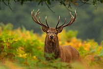 Red deer (Cervus elaphus) dominant stag amongst bracken, Bradgate Park, Leicestershire, England, UK, October. Did you know? In the past red deer were predated by wolves and to a lesser extent, lynx an...