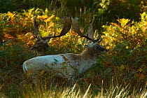 Fallow deer (Dama dama) two bucks sizing each other up, Bradgate Park, Leicestershire, England, UK, October
