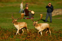Fallow deer (Dama dama) two bucks sizing each other up, watched by park visitors, Bradgate Park, Leicestershire, England, UK, October 2010