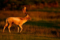 Fallow deer (Dama dama) stag walking at dawn, Bradgate Park, Leicestershire, England, UK, October