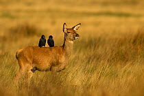 Red deer (Cervus elaphus) hind with two Jackdaws (Corvus monedula) on her back, Richmond Park, London, England, UK, October. Photographer quote: "Everything in nature is connected. These two jackdaws...