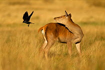 Red deer (Cervus elaphus) hind chasing Jackdaw (Corvus monedula) off her back, Richmond Park, London, England, UK, October