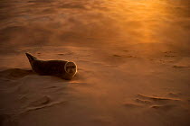 RESTRICTED USE - Common seal (Phoca vitulina) pup resting on a sandbank during a sandstorm, Donna Nook, Lincolnshire, England, UK, October. 2020VISION Exhibition. 2020VISION Book Plate.