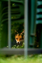 Red Fox (Vulpes vulpes) cub peering through railings in garden, Leicestershire, England, UK, July