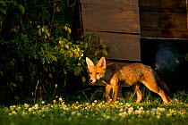 Red Fox (Vulpes vulpes) cub in garden in late evening light, Leicestershire, England, UK, July