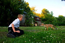 Red Fox (Vulpes vulpes) cub approaching young boy in garden, Leicestershire, England, UK, July 2010