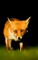 Red Fox (Vulpes vulpes) vixen in late evening light, Leicestershire, England, UK, September
