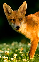 Red Fox (Vulpes vulpes) cub in late evening light, Leicestershire, England, UK, July