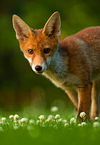 Red Fox (Vulpes vulpes) cub in late evening light, Leicestershire, England, UK, July