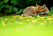 Red Fox (Vulpes vulpes) resting amongst autumn leaves, Leicestershire, England, UK, September