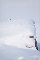 Rock ptarmigan (Lagopus mutus) head appearing over boulder, camouflaged against snow in winter plumage, Cairngorms NP, Highlands, Scotland, UK, February