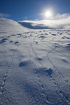 Rock ptarmigan (Lagopus mutus) tracks in snow, with low winter sun, Lochain Mountain, Cairngorms NP, Highlands, Scotland, UK, February 2010