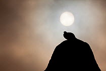 Silhouette of Rock ptarmigan (Lagopus mutus) perched on rock against winter sun, Cairngorms NP, Highlands, Scotland, UK, February. Photographer quote: 'At -20c and with fog rolling across the mountain...