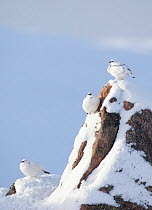 Three Rock ptarmigan (Lagopus mutus) perched on rock, camouflaged against snow in winter plumage, Cairngorms NP, Highlands, Scotland, UK, February