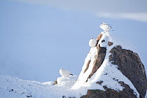 Three Rock ptarmigan (Lagopus mutus) perched on rock, camouflaged against snow in winter plumage, Cairngorms NP, Highlands, Scotland, UK, February. Did you know? The ptarmigan is the only British bird...