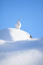 RF- Rock ptarmigan (Lagopus mutus) standing on boulder, camouflaged against snow in winter plumage. Cairngorms National Park, Highlands, Scotland, UK, February. (This image may be licensed either as r...