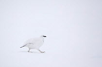 Rock ptarmigan (Lagopus mutus) male walking over snow, camouflaged in winter plumage, Cairngorms NP, Highlands, Scotland, UK, February