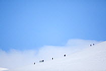 Mountain walkers on snowy ridge in winter,  Cairngorms NP, Highlands, Scotland, UK, March 2010