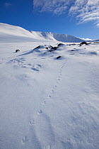 Rock ptarmigan (Lagopus mutus) tracks in snow in winter landscape, Cairngorms NP, Highlands, Scotland, UK, February 2010