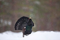 Capercaillie (Tetrao urogallus) male displaying in pine forestin snow, Scotland, UK, February