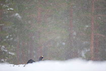Capercaillie (Tetrao urogallus) male displaying in pine forest in snow storm, Scotland, UK, February