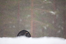 Capercaillie (Tetrao urogallus) male displaying in pine forest in snow storm, Scotland, UK, February