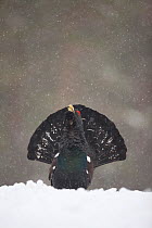 Capercaillie (Tetrao urogallus) male displaying in pine forest in snow, Scotland, UK, February