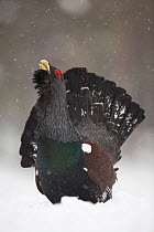 Capercaillie (Tetrao urogallus) male displaying in pine forest in snow, Scotland, UK, February