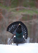 Capercaillie (Tetrao urogallus) male displaying in pine forest in snow, Scotland, UK, March