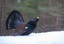 RF- Capercaillie (Tetrao urogallus) male displaying and kicking up snow in pine forest, Scotland, UK, March. (This image may be licensed either as rights managed or royalty free.)