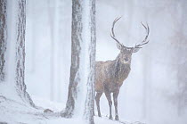 Red deer (Cervus elaphus) stag in pine forest in snow blizzard, Alvie Estate, Cairngorms NP, Highlands, Scotland, UK, March. Photographer quote: "At times I couldn't see this red deer stag such was th...