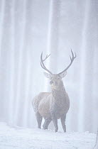 RF- Red deer (Cervus elaphus) stag in pine forest in snow blizzard. Alvie Estate, Cairngorms NP, Highlands, Scotland, UK, March. (This image may be licensed either as rights managed or royalty free.)