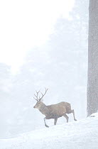 Red deer (Cervus elaphus) stag moving through pine forest in snow blizzard, Alvie Estate, Cairngorms NP, Highlands, Scotland, UK, March