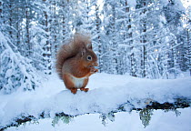 Red squirrel (Sciurus vulgaris) on snow-covered branch in pine forest, Glenfeshie Estate, Cairngorms NP, Highlands, Scotland, UK, January