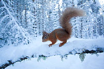 Red squirrel (Sciurus vulgaris) on snow-covered branch in pine forest, Glenfeshie Estate, Cairngorms NP, Highlands, Scotland, UK, January